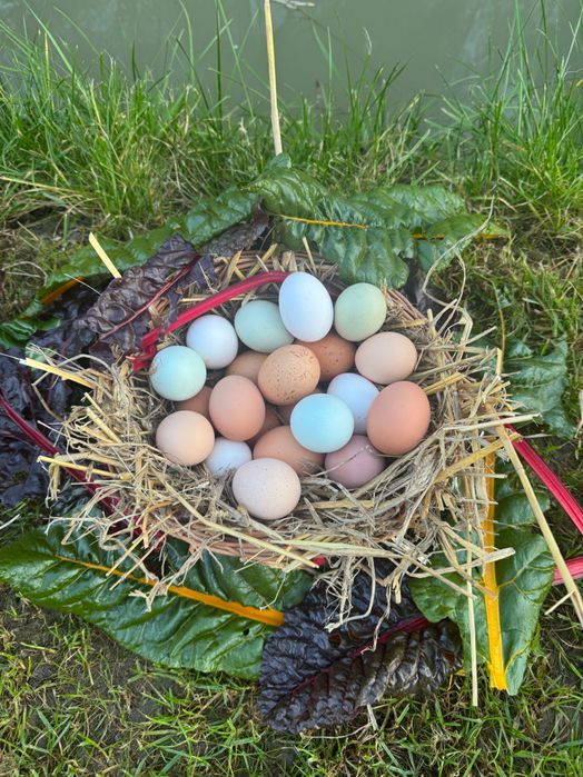 Jajka wiejskie z przydomowej hodowli