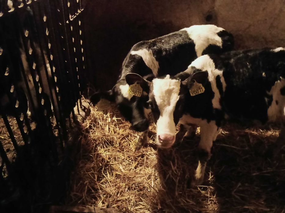 Sprzedam dwie jałóweczki