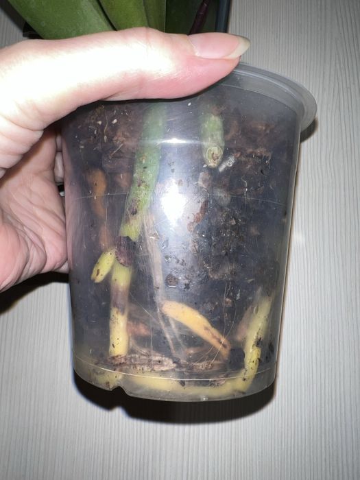 Орхидея. Фаленопсис. Rayka 9.