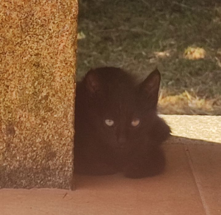 Gato para adoção