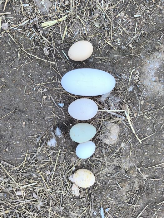 Ovos de pato para chocar