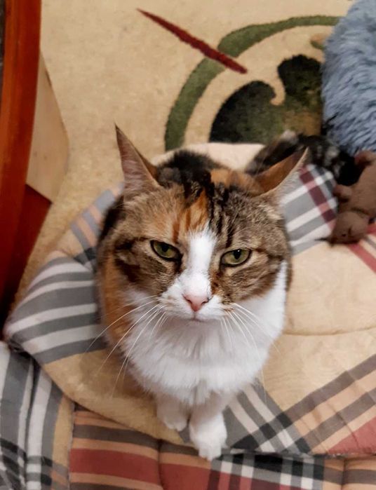 Чудесная кошечка Мими ищет заботливую семью