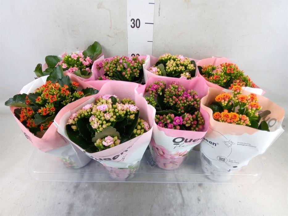 Кімнаті Рослини Вазони оптом