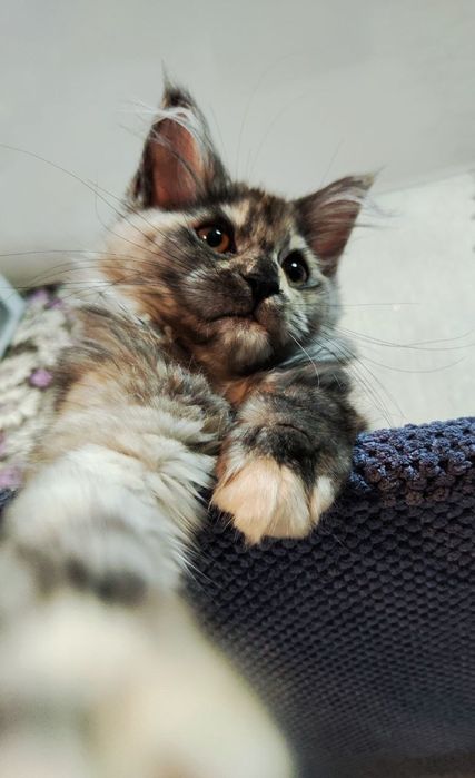 Мейн-кун дымная черепаха 2года