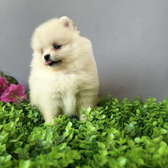 лялькова дівчинка тип ведмедик