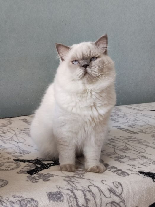 Лилак поинт вязка