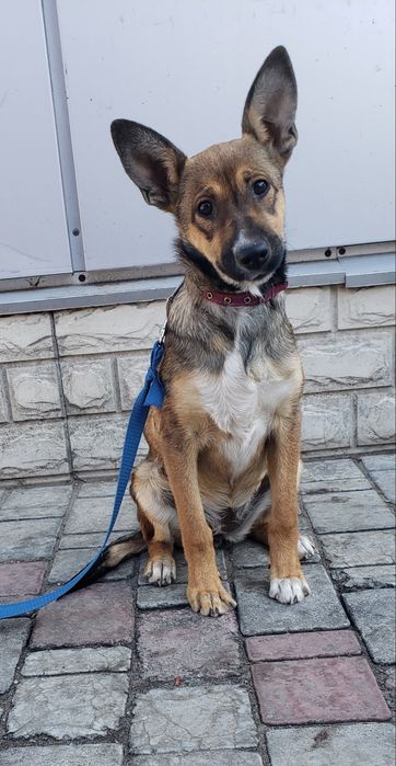 Щенок Люся в хорошие ручки