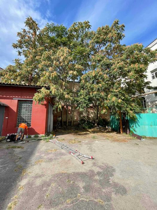 Обрезка деревьев с Бесплатным вывозом Жми , Спил деревьев  Дробление