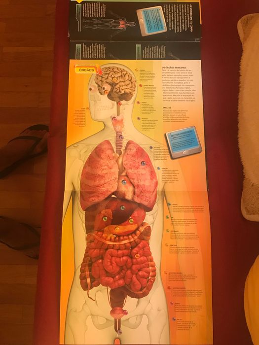 Livro sobre o Corpo Humano