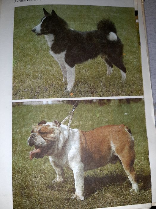 Атлас пород собак