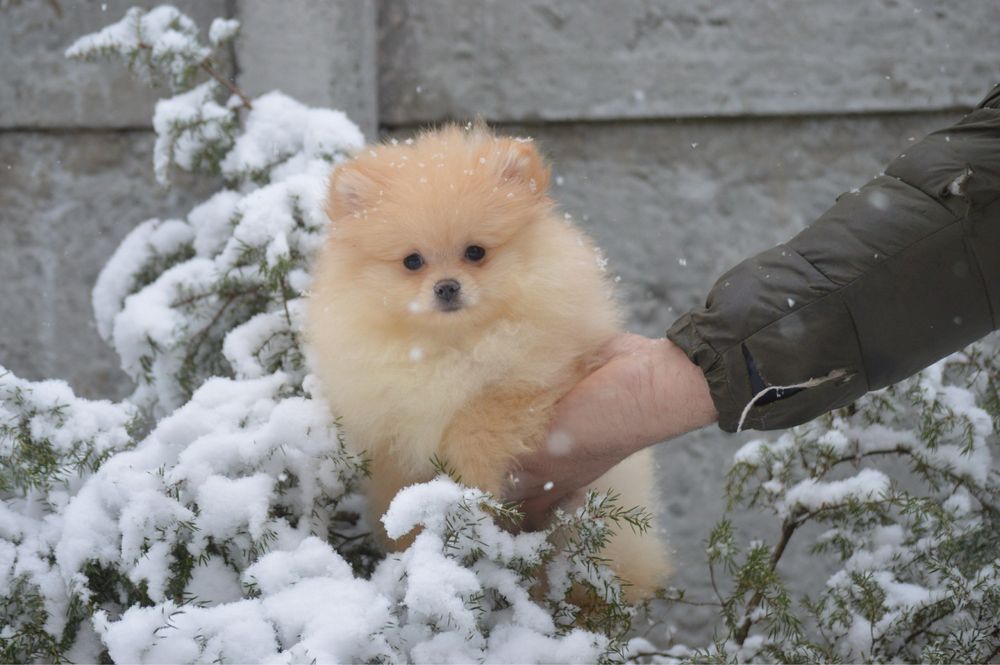 Знижка! Кремова дівчинка