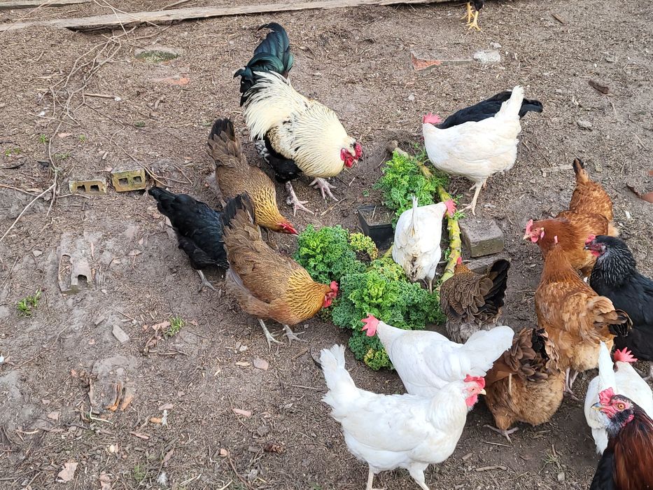 Jaja konsumpcyjne od kur z wolnego wybiegu