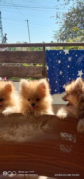 Дівчатка,Померанський шпіц