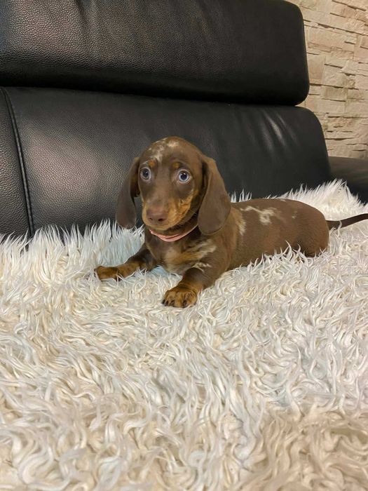 Jamnik miniatura SUCZKA -merle