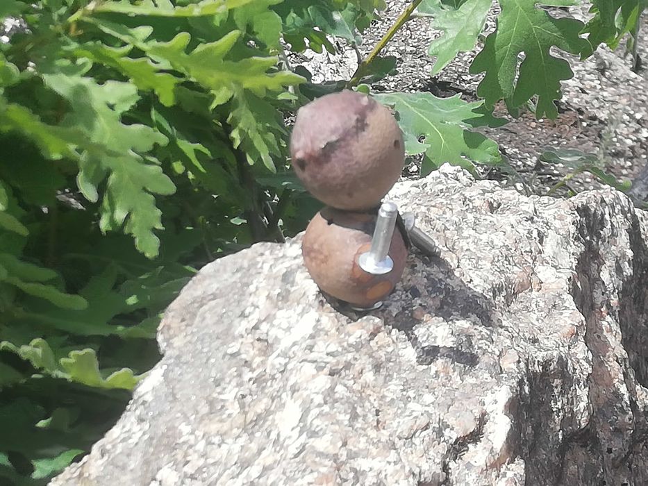 Mascote "bogalhinho"