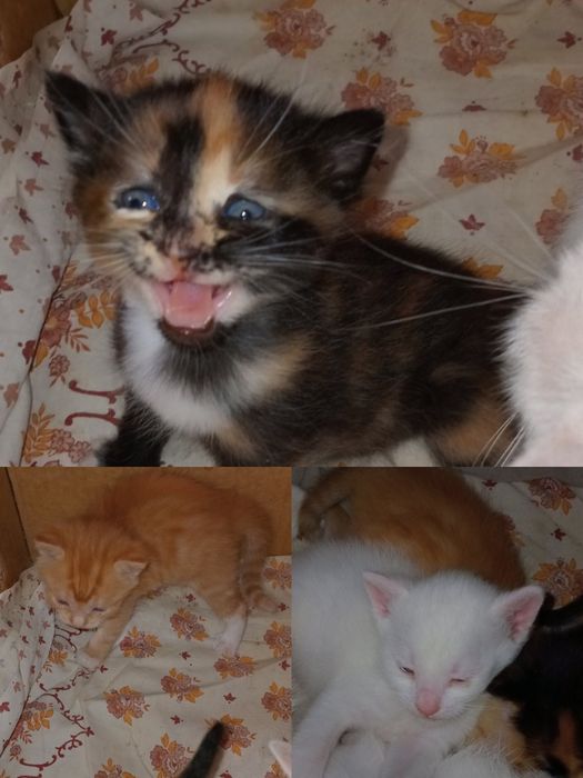 Продам милых котят.