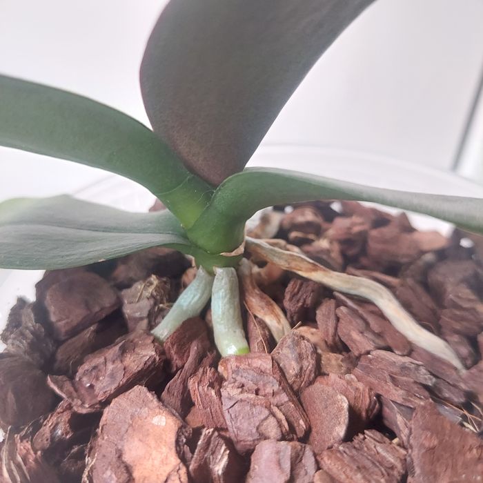 Орхідея фаленопсіс phal. Summer Breath