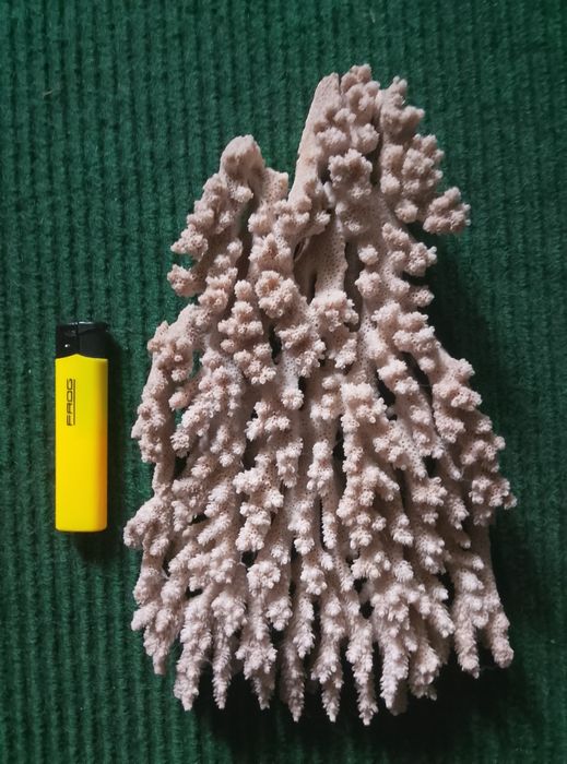 Корали та мушлі для акваріуму.