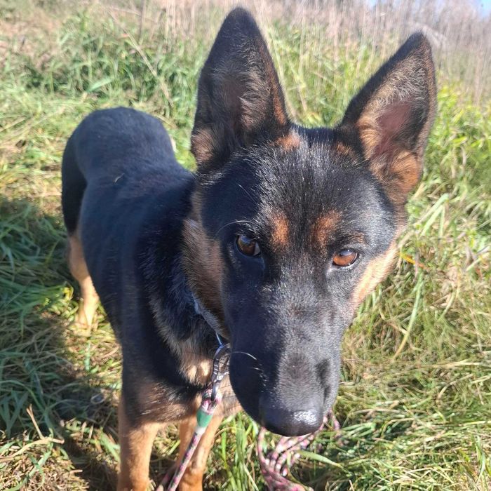 Aza – prześliczna i energiczna miniowczareczka