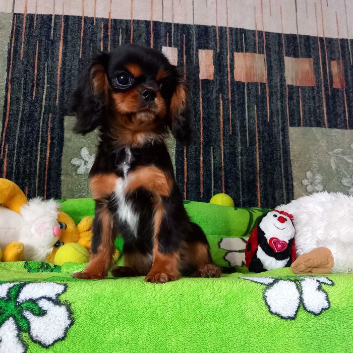 Кавалер кінг чарльз спаніель