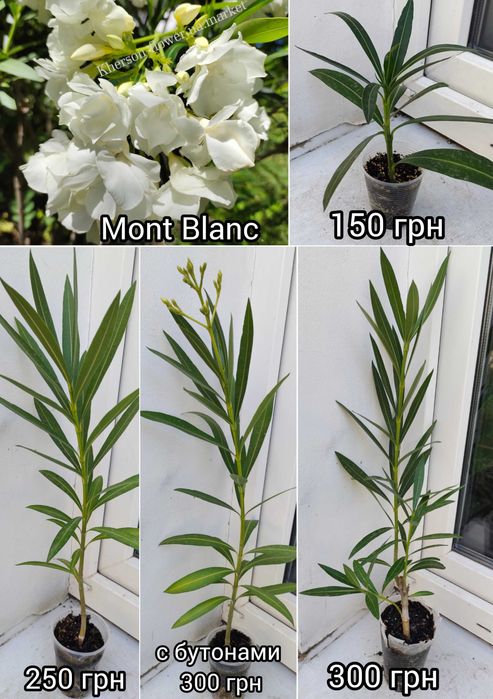 Олеандр Apricot Queen