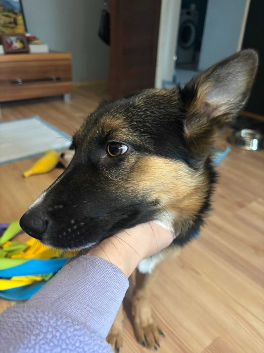 Szczeniak Amina gotowy do adopcji!