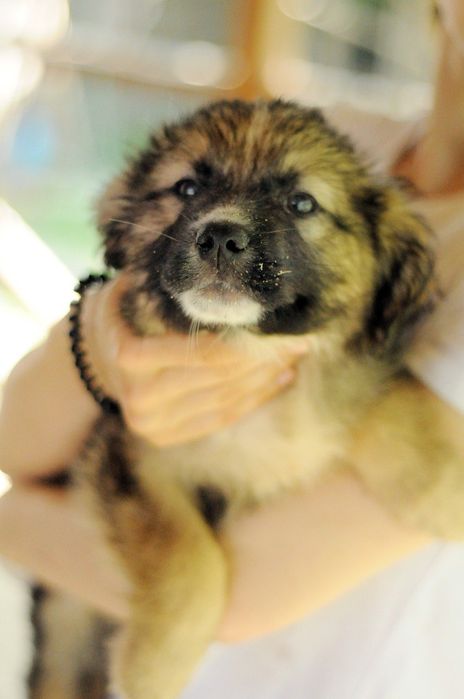 Щенятко Асті шукає дім