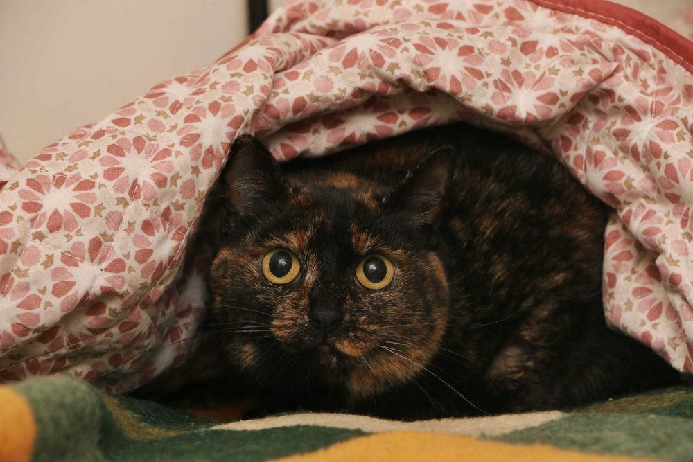 ESTERILIZADA | Gata adulta disponível para adoção responsável