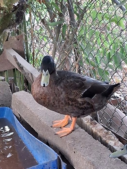 Vendo patos machos Khaki Campbell