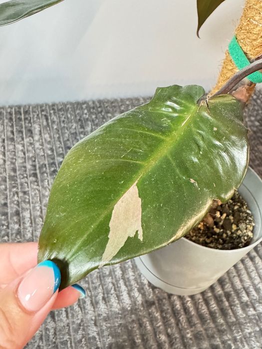 Philodendron mix