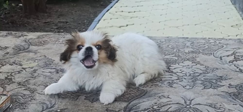 Собачки Пікінеси