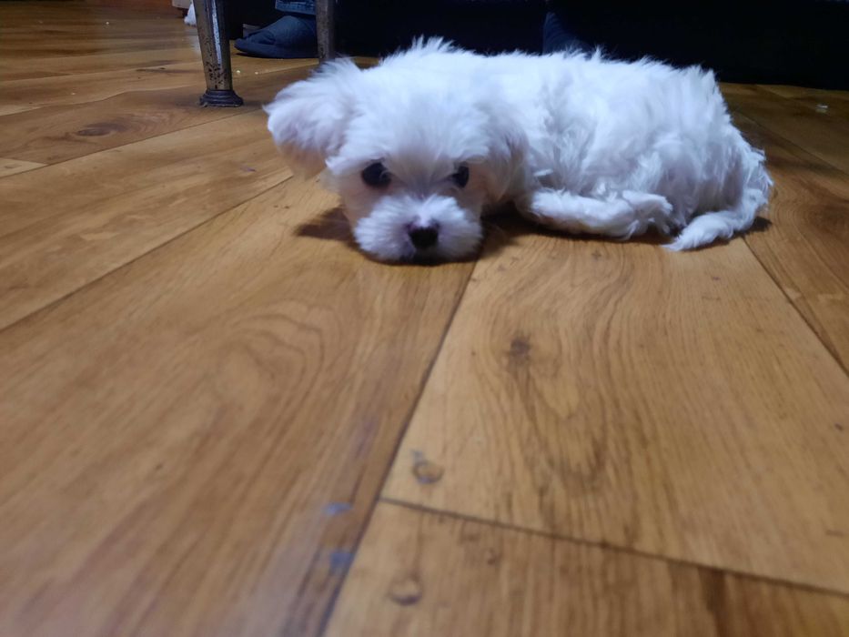 Urocza sunia  . Gotowa do odbioru