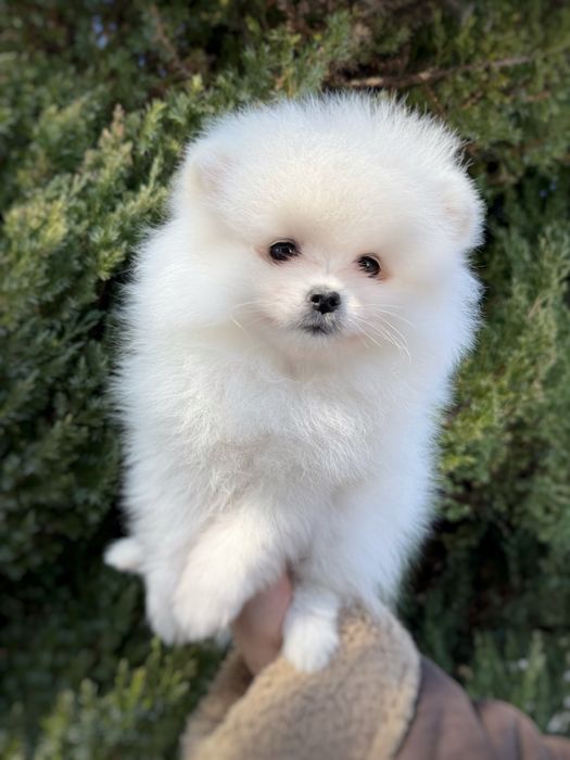 Szpic miniaturowy Pomeranian Zkwp FCI Miś