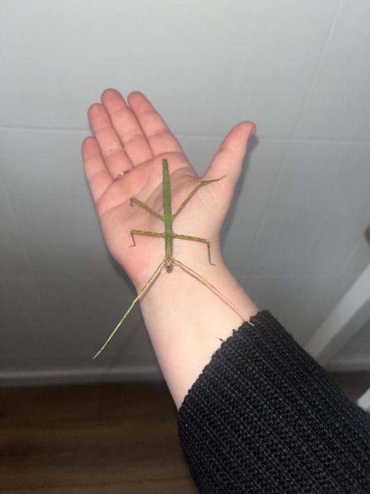 oddam PATYCZAKI za darmo