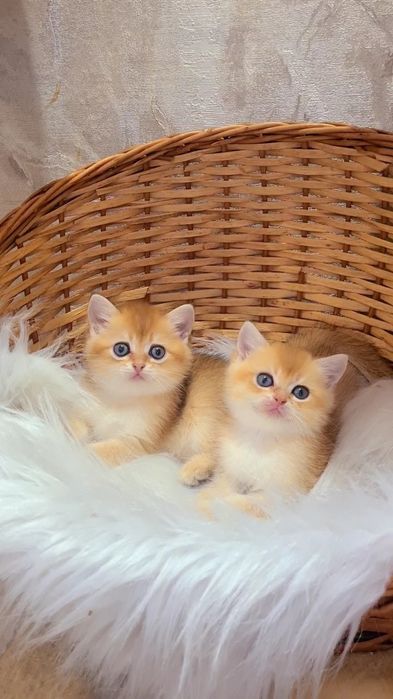 Шикарные щекастые детки золотая шиншилла