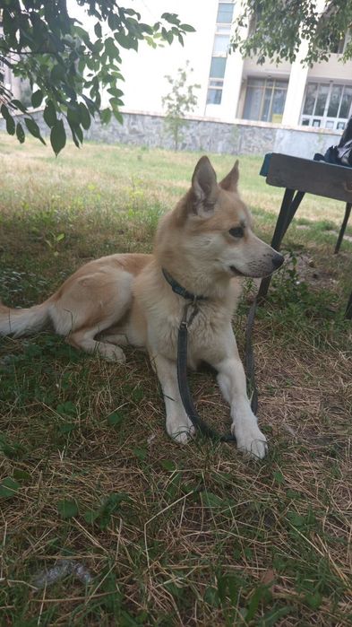 Отдам собаку в добрые руки