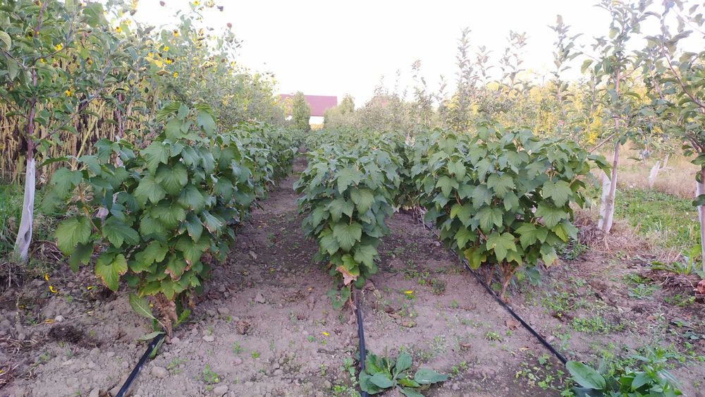 Piękne Krzaki Porzeczki Czarnej – Bardzo Owocna i Smaczna