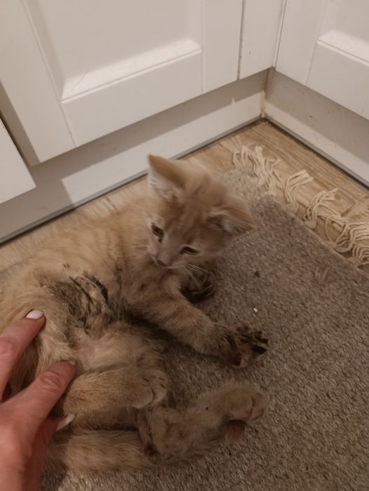 Кошеня ручне лагідне шукає дім