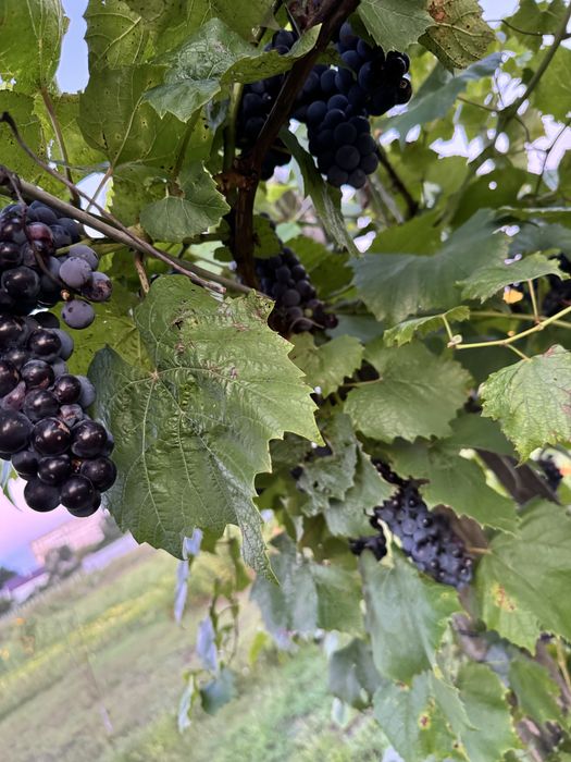 Продам земельну  ділянку