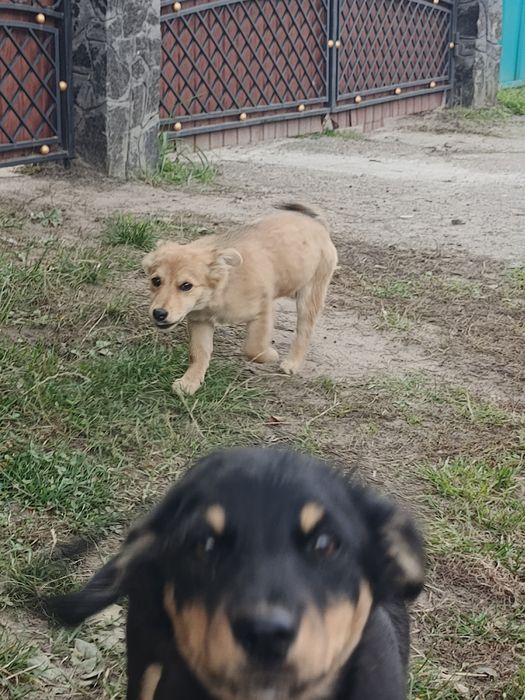 Цуценят в добрі руки. Шанс на життя