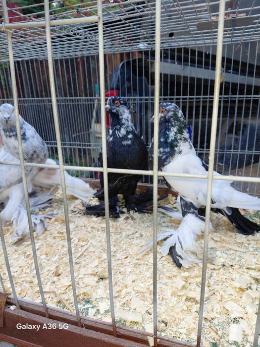 Garlacze pomorskie 70 zł sztuka