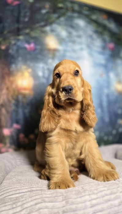 Cocker Spaniel Angielski piękny piesek hodowla jednorasowa