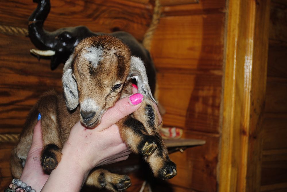 Міні козлик Ан+ міні