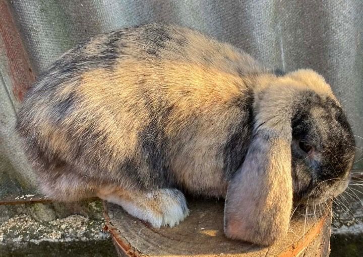 Французький баран самець