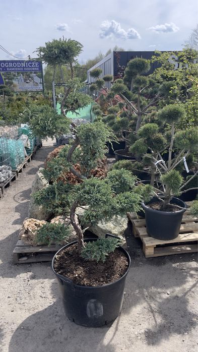 Bonsai jałowiec/cis/ostrokrzew/sosna / drzewa formowane / niwaki / bonsai niskie ceny / dostawa /
