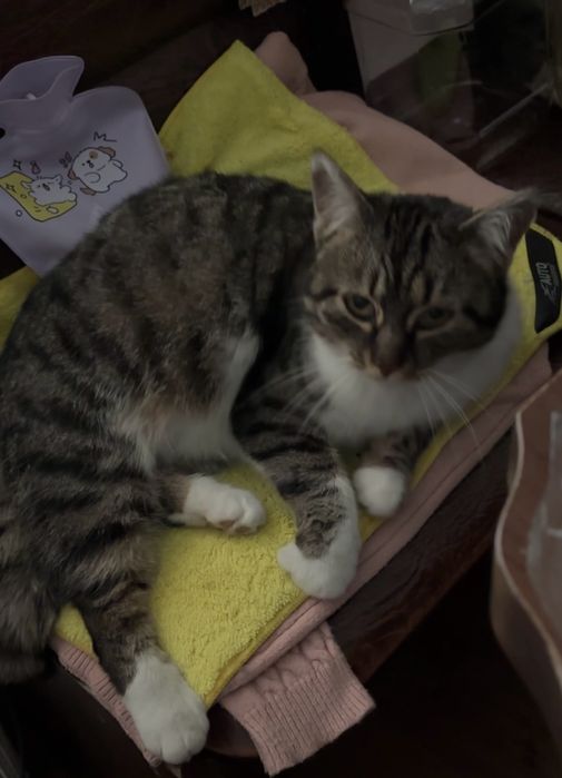 Кошка девочка молодая