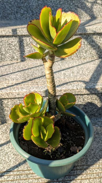 Plantas , catos, suculentas, protea, leucadendro
