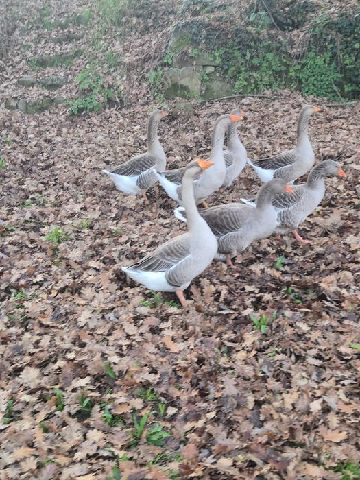 Bio / Organic Gansos para vender