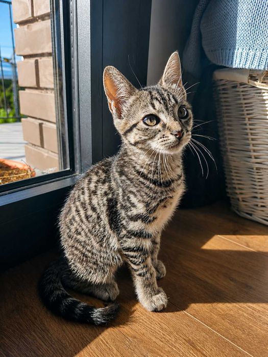 MACHO | Gatinho disponível para Adoção Responsável