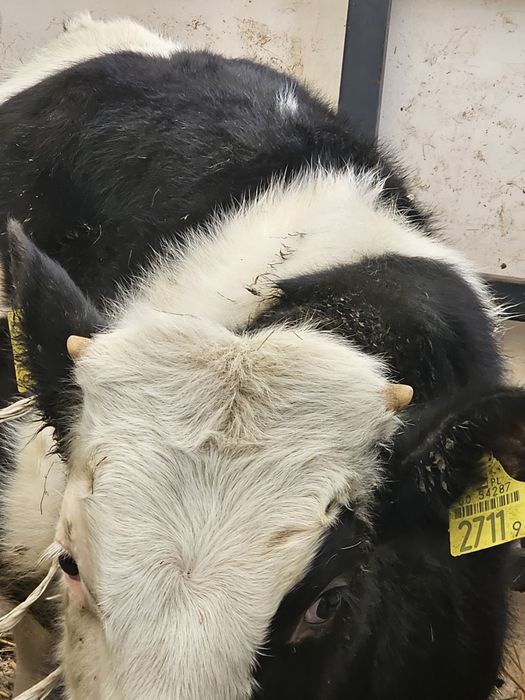 Byczek mięsny 4 miesiące odsadek